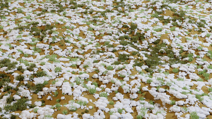 First snow on the field of grass