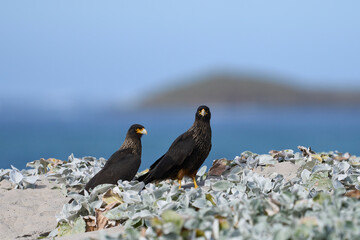 Striated Caracara (Phalcoboenus australis) on the coast of Sea Lion Island in the Falkland Islands.