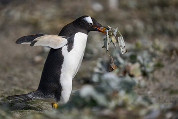 Gentoo Penguins (Pygoscelis papua) nesting on Sea Lion Island in the Falkland Islands.