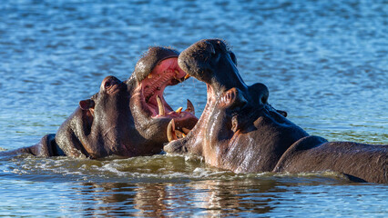 Hippos Bull Animals Fighting Challenge Waterhole Wildlife Wilderness Outdoor Terrain.