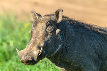 Warthog Male Wildlife Animal Closeup Detail Portrait In Wilderness Park Reserve.