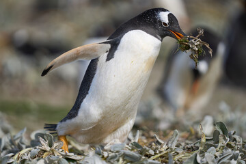 Gentoo Penguins (Pygoscelis papua) nesting on Sea Lion Island in the Falkland Islands.