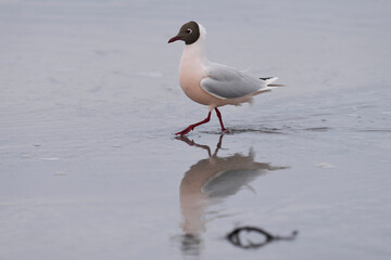 Brown-hooded Gull (Larus maculipennis) showing distinctive pink colouration on the coast of Sea Lion Island in the Falkland Islands
