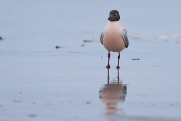 Brown-hooded Gull (Larus maculipennis) showing distinctive pink colouration on the coast of Sea...
