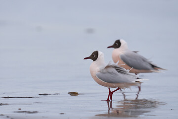 Brown-hooded Gull (Larus maculipennis) showing distinctive pink colouration on the coast of Sea Lion Island in the Falkland Islands