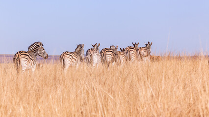 Wildlife Animals Zebras Walking Long Grass Plateau Wilderness Park Reserve.