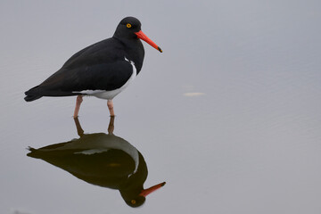 Magellanic Oystercatcher (Haematopus leucopodus) searching for food in a shallow pool on Sea Lion...