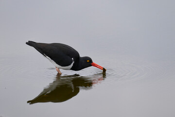 Magellanic Oystercatcher (Haematopus leucopodus) searching for food in a shallow pool on Sea Lion Island in the Falkland Islands.