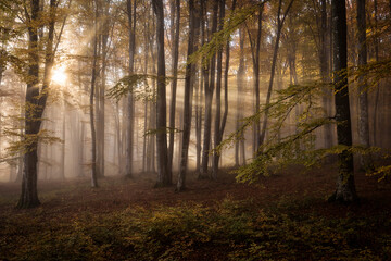 Fototapeta na wymiar Beautiful colourful landscape in autumn season with rays of light in. forest. Romania