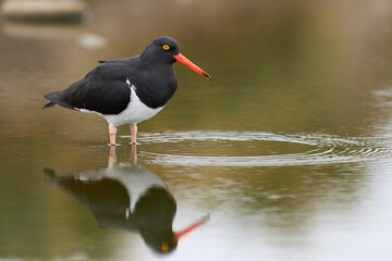 Magellanic Oystercatcher (Haematopus leucopodus) searching for food in a shallow pool on Sea Lion Island in the Falkland Islands.