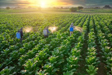 Three farmers working in the field Pesticides are being sprayed to kill pests. Farmers use...