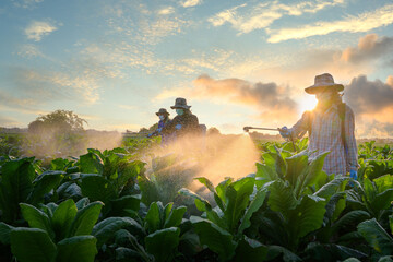 Tobacco farm male worker at agriculture against beautiful sunlight Tobacco farming Farmers spraying pesticides