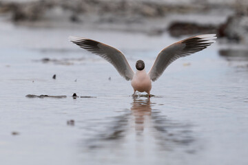 Brown-hooded Gull (Larus maculipennis) showing distinctive pink colouration on the coast of Sea Lion Island in the Falkland Islands