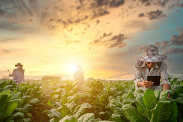 farmer holding tablet They use tablets to digitally control their agricultural systems and yield quality in their own tobacco fields against the backdrop of evening light.