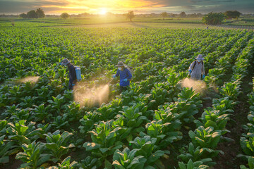 Agriculture works at tobacco plantations in the tobacco fields grown in Thailand. With the sun...