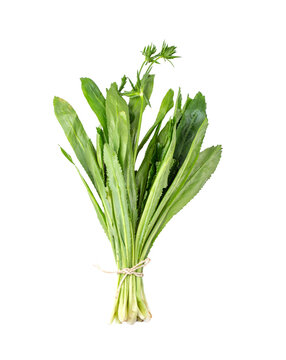 Fresh culantro,Sawtooth Coriande isolated on transparent png