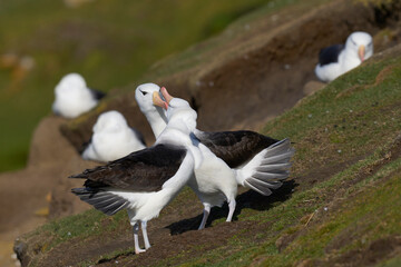 Pair of Black-browed Albatross (Thalassarche melanophrys) courting on the cliffs of Saunders Island...