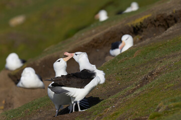 Pair of Black-browed Albatross (Thalassarche melanophrys) courting on the cliffs of Saunders Island...