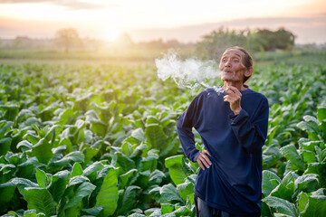 An elderly farmer standing smoking a tobacco cigarette in his own farm. Asian senior male farmer showing his way of life standing smoking tobacco in rural area. agriculture