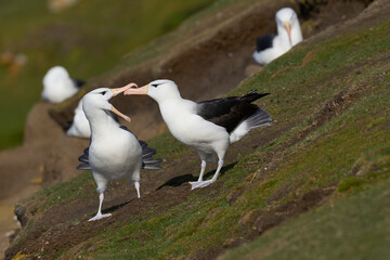 Pair of Black-browed Albatross (Thalassarche melanophrys) courting on the cliffs of Saunders Island...
