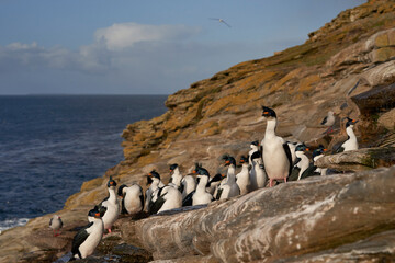 Small colony of Imperial Shag (Phalacrocorax atriceps albiventer) on the cliffs of Saunders Island...