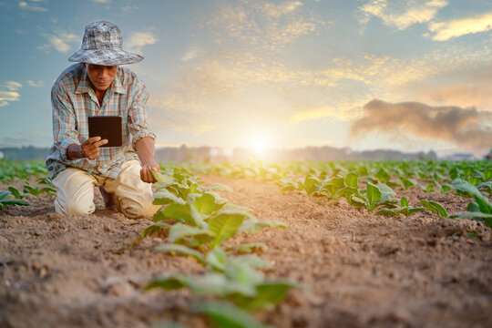A male farmer uses a tablet to monitor soil quality and control an irrigation system at work to water crops for new crops. Digital agriculture and technology farming concept.