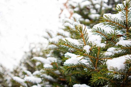 twigs on a Christmas tree in the snow