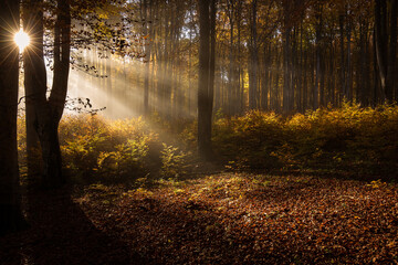 Fototapeta premium Beautiful colourful landscape in autumn season with rays of light in. forest. Romania