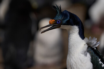 Portrait of an Imperial Shag (Phalacrocorax atriceps albiventer) in breeding plumage on the cliffs of Saunders Islands in the Falkland Islands.