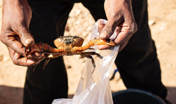 crab being sold for food at a local market in Guwahati, Assan, India