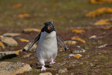 Rockhopper Penguins (Eudyptes chrysocome) walking and jumping across a grassy slope to reach the...