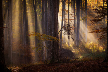 Beautiful colourful landscape in autumn season with rays of light in. forest. Romania