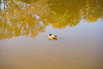 Female mallard resting in a pond. Duck in water. Beauty in nature.