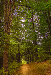 Sun beams through thick trees branches in dense green forest