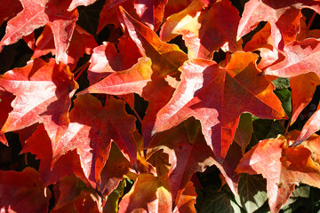 Parthenocissus. Bright red leaves of maiden grapes. Bright colors of autumn, close-up.