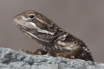 Portrait of a Rankin's Dragon resting on a rock
