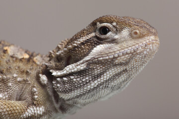 Portrait of a Rankin's Dragon resting on a rock
