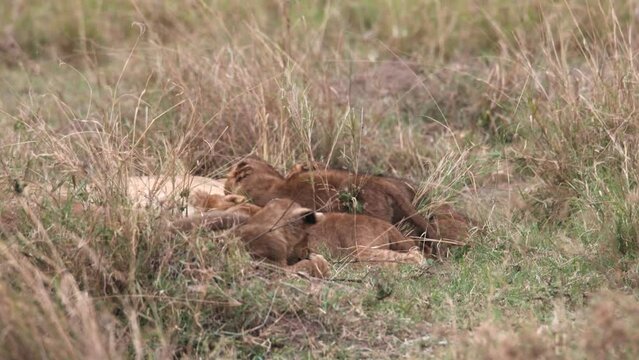 Close-up shot of lion cubs being put in their place by their parent in the Serengeti 