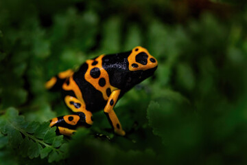 Dendrobates leucomelas, Yellow-banded poison dart frog in nature forest habitat. Small black orange frog frm Venezuela in South America, tropic wildlife.