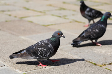 Urban pigeon with big orange eye in the city