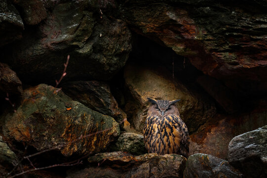 Owl nest on the rock ledge. Wildlife scene from wild nature. Big Eurasian Eagle Owl, Bubo bubo, Stone forest with owl. Owl neseting behaviour. Rock bird nest. Germany - nature wildlife