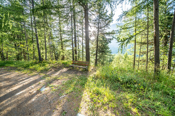 Fototapeta premium Pine forest in Alps