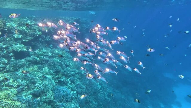Shiny indian mackerel swimming in front of a colorful coral reef in the red sea
