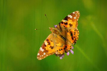 Vanessa cardui, most widespread of all butterfly species. Butterfly painted lady in the green meadow nature habitat. Summer wildlife in Europe. Vanessa cardui, Lednice, Czech Republic.