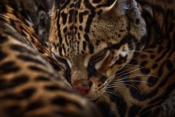 Detail portrait cat ocelot, Leopardus wiedii, in tropical forest. Animal in the nature habitat. Wildlife in Costa Rica. Margay, nice cat, sitting on the branch in the green tropical forest. © ondrejprosicky