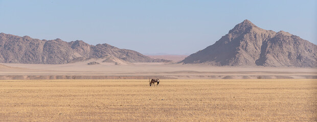 Landscape with Oryx (Oryx gazella) with sand dune in the background, Namib Desert, Namibia.