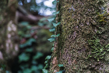 ivy plant on a log in the middle of the forest