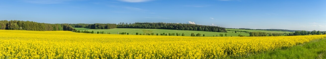 panorama view of landscape with yellow rape field, meadows and forests