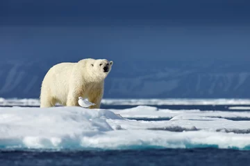 Foto op Plexiglas Nature  - polar bear on drifting ice with snow feeding on killed seal, skeleton and blood, wildlife Svalbard, Norway. Beras with carcass, wildlife nature. Carcass with blue sky and clouds. © ondrejprosicky