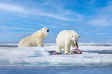 Nature  - polar bear on drifting ice with snow feeding on killed seal, skeleton and blood, wildlife...